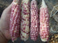 Zea Mays - Glass Gem Striking Rosea White Neon Corn - Easy To Grow - 20 Seeds Fresh - RARE