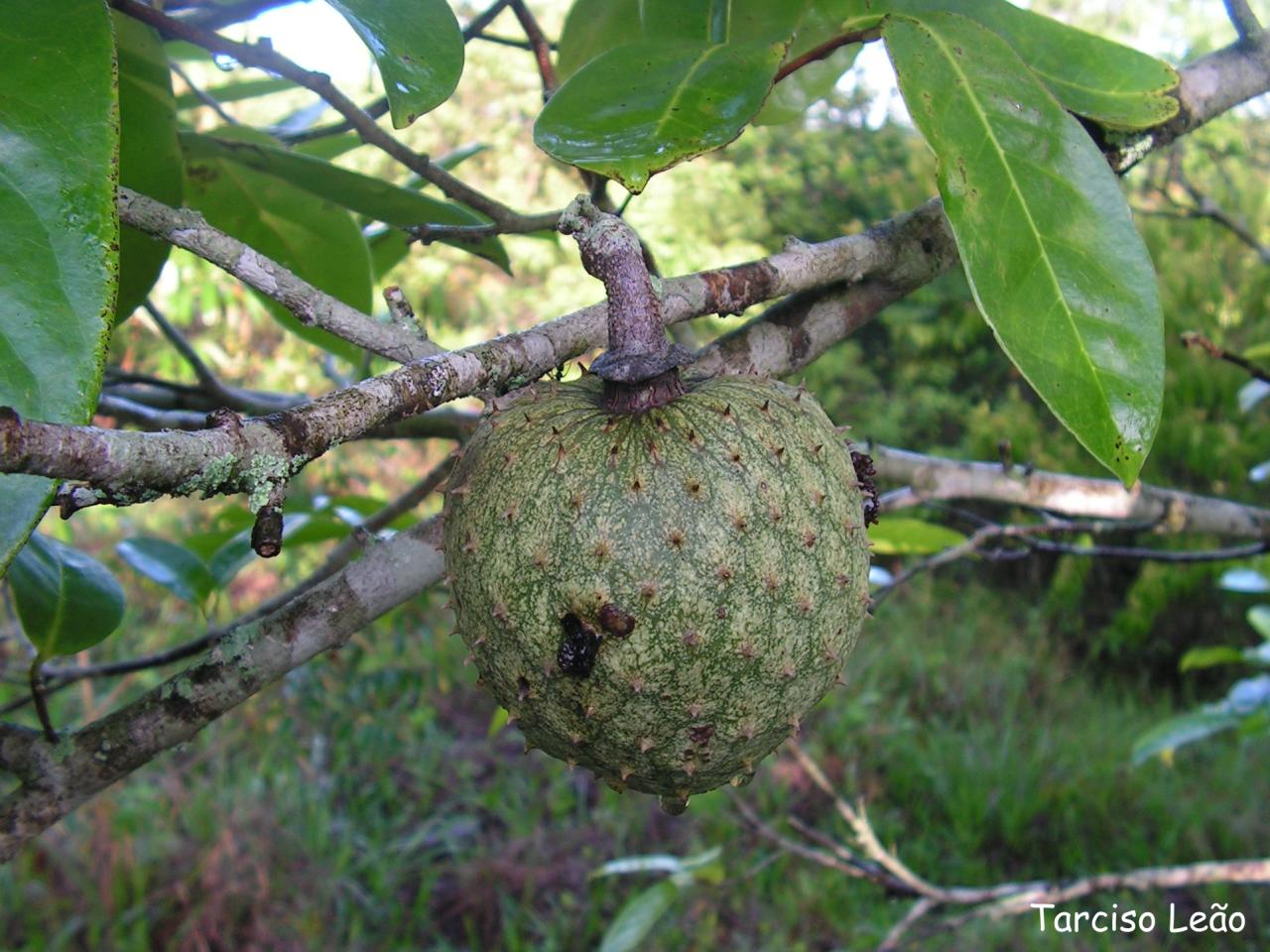 Annona Montana – Mountain Soursop - Sweet Annona - 3 Seeds - Rare