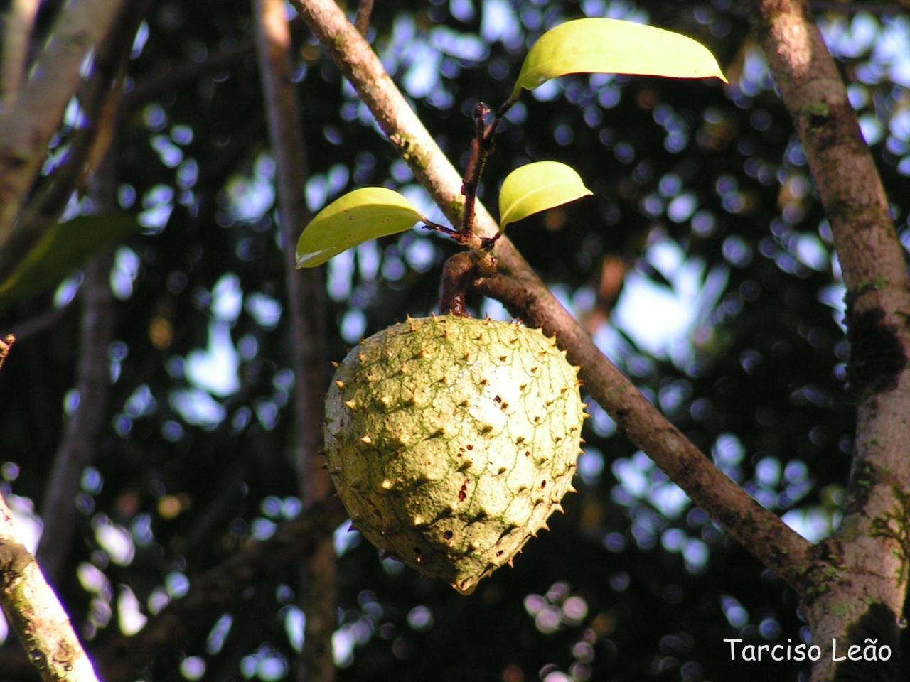 Annona Montana – Mountain Soursop - Sweet Annona - 3 Seeds - Rare