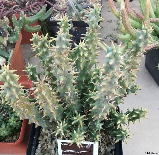 Quaqua Mammillaris - Aroena Succulent - 3 Seeds - Extremely Rare