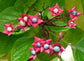 Clerodendrum Trichotomum - Harlequin Glorybower - Glory Star Tree - 3 Seeds RARE