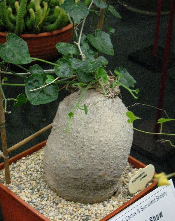 Kedrostis Africana - Baboon's Cucumber - Ultra Rare Succulent Caudex - 3 Seeds