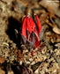 Etlingera Metriocheilos - Rare Ginger - Red Flower - 10 Seeds