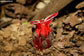 Etlingera Metriocheilos - Rare Ginger - Red Flower - 10 Seeds