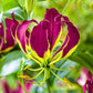 Gloriosa Carsonii - Exotic Purple Glory Lily - Rare - 5 Seeds