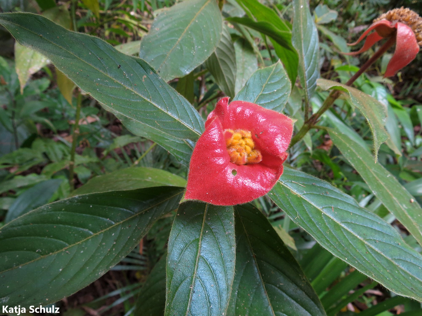 Psychotria Poeppigiana Hooker Lips Plant