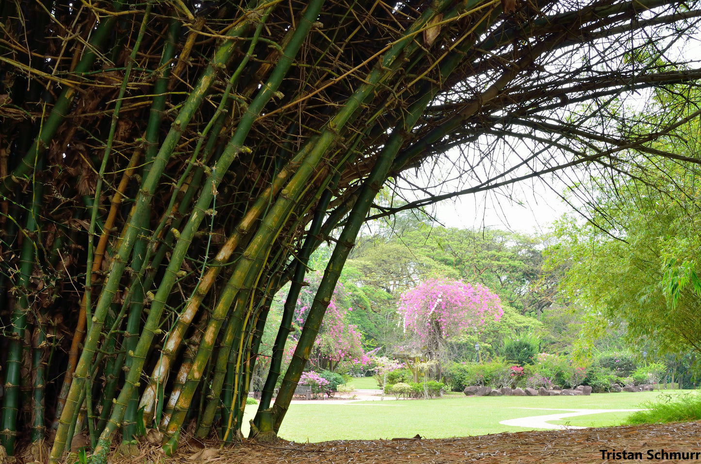 Bambusa Bambos - Giant Bamboo - Rare - 20 seeds