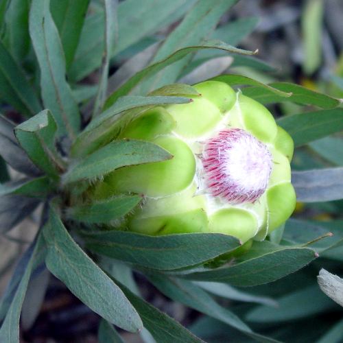 Protea Coronata - Apple Green Protea - Green Sugarbush - 5 Seeds