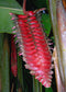 Heliconia Mariae * Beef Steak * Prehistoric Look* Giant * Very Tall * RARE 5 Seeds
