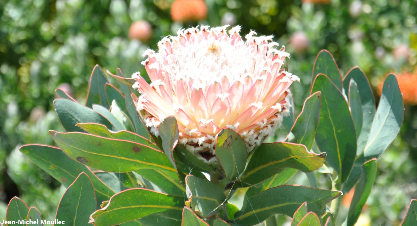 Protea Magnifica - Queen Protea Sugarbush - Rare - 5 Seeds