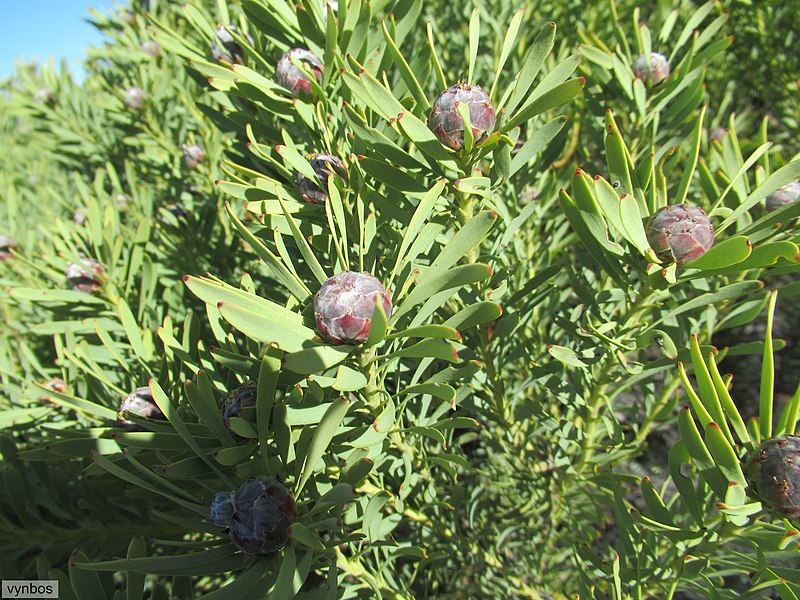 Leucadendron Pubescens - Grey Conebush - Very Rare - 3 Seeds