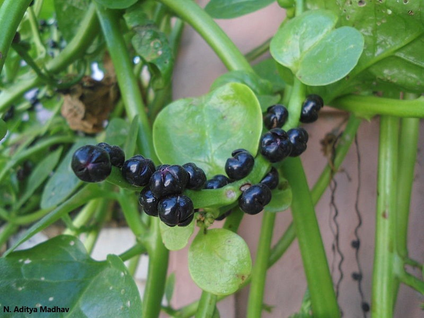 Basella Alba Rubra - Red Spinach Malabar - 30 Seeds - Leafy Vegetable