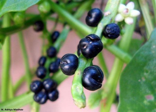 Basella Alba Rubra - Red Spinach Malabar - 30 Seeds - Leafy Vegetable