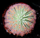 Drosera Derbyensis - Octopus Plant Petiolaris-Complex Carnivorous Very RARE 5 seeds - Tiny seeds Limited !
