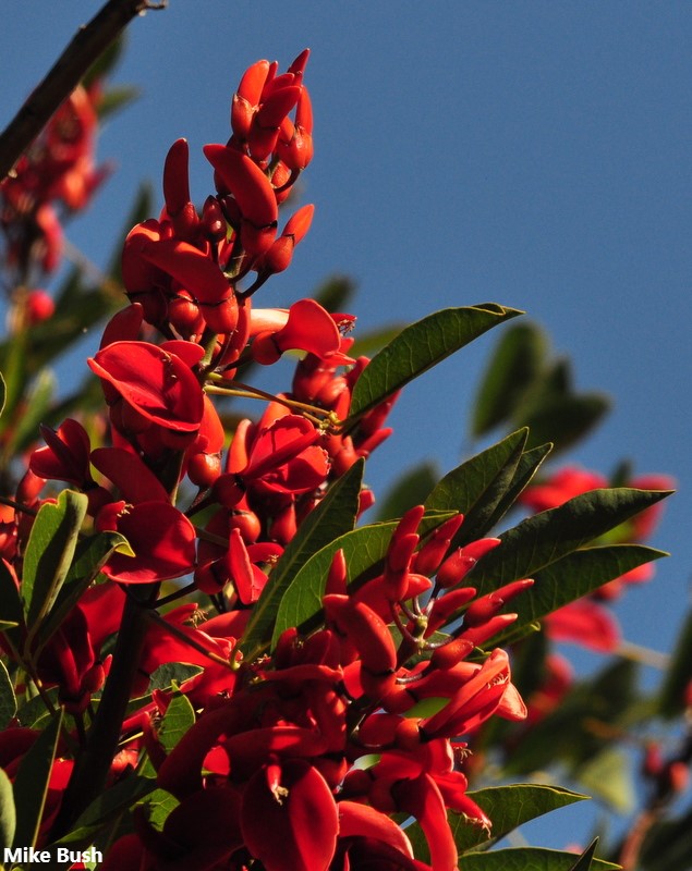 Erythrina Crista-Galli - The Amazing Cockspur Coral - Ceibo - Limited - Rare - 4 Fresh Seeds