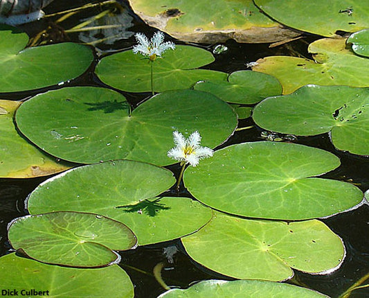 Nymphoides Indica - Aquatic Plant - Water Snowflake - 10 Seeds RARE