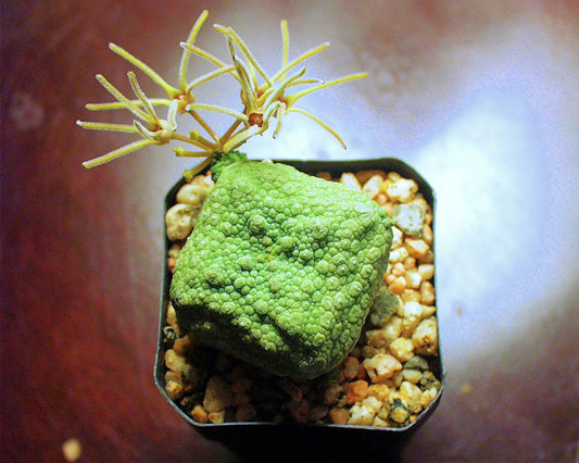 Pseudolithos Cubiformis - Cube-Shaped Stone-Like Succulent - 2 Seeds - Very Rare