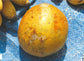 Aegle Marmelos - Bael Fruit Tree - Bengal Quince - 10 Seeds