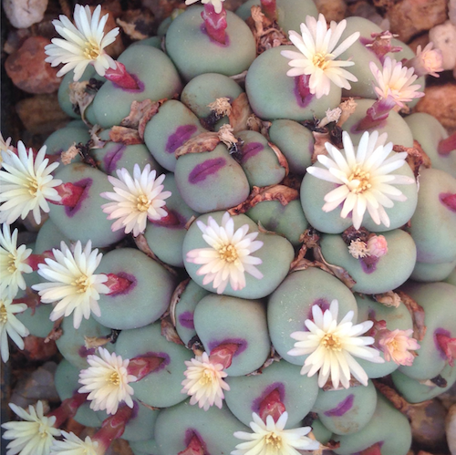 Conophytum Pageae - Spectacular Succulent - Ultra Rare - 5 Seeds