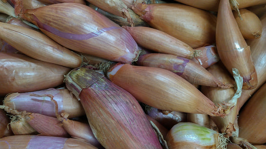 Creme Brulee Shallot Onion - Banana Shallots - Perfectly Suited For Caramelizing - 20 Seeds