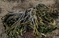 Euphorbia Caput Medusae - 3 Seeds - The Medusa's Head - Unique Succulent - Very Rare - Fresh Seeds