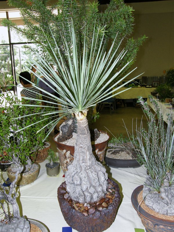Beaucarnea Stricta - Bottle Palm - Rare Succulent - 10 Seeds