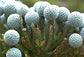 Brunia Laevis - Silver Brunia - Golf Ball Plant - Rare - 5 Seeds