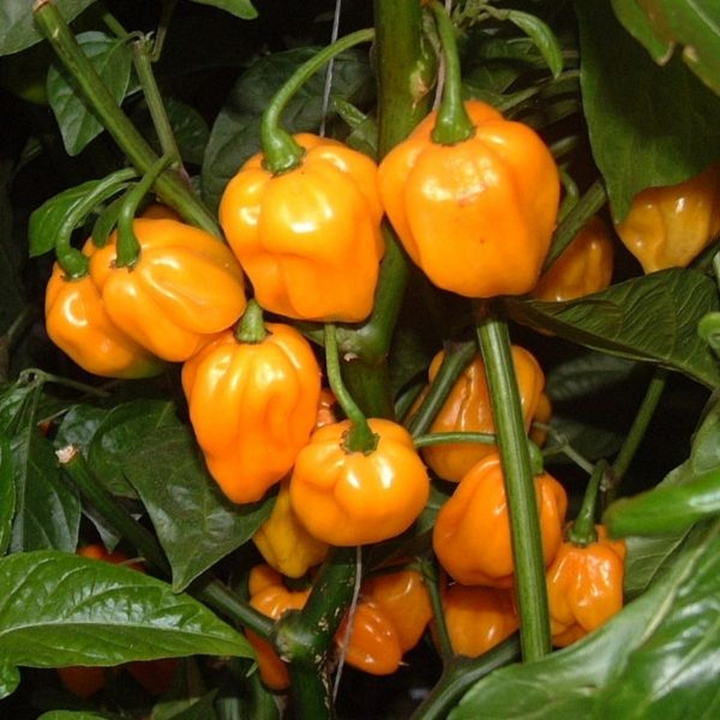 Bhut Jolokia Naga Orange - Ghost Chili Pepper - 10 Seeds
