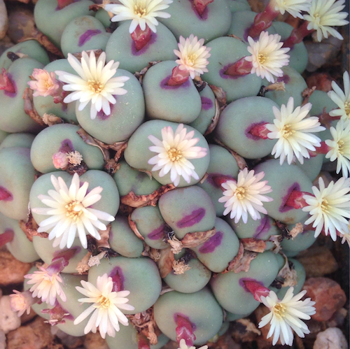 Conophytum Pageae - Spectacular Succulent - Ultra Rare - 5 Seeds