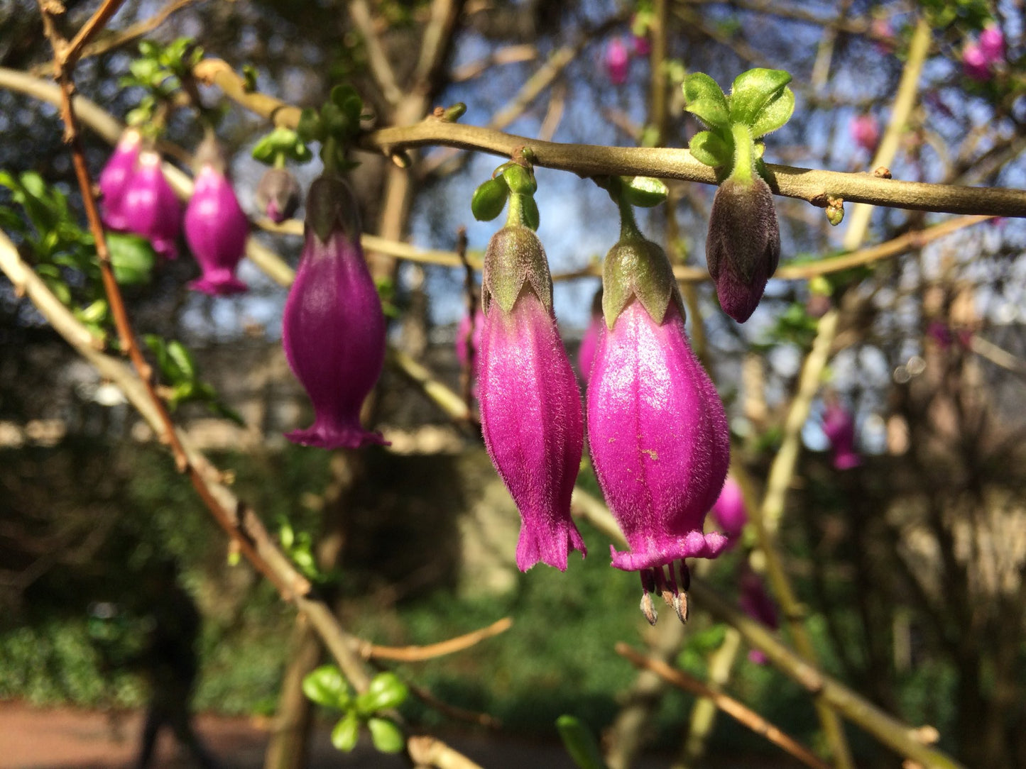 Latua Pubiflora - Mountains Of Chile Medicine Ornamental Plant - 5 Seeds