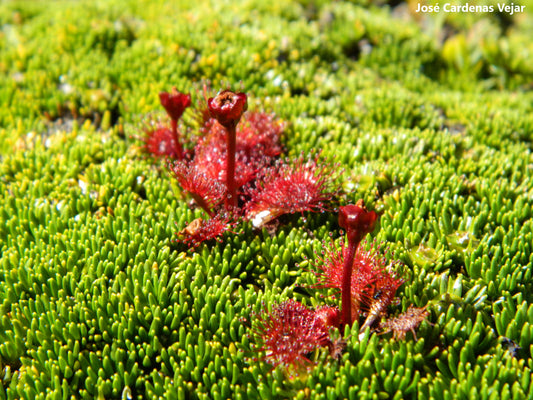 Drosera Uniflora - Chile Carnivorous Plant - Rare - 10 Seeds