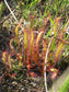 Drosera Linearis - Slenderleaf Sundew - Carnivorous - 5 Tiny Seeds