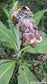 Ensete Superbum - Cliff Banana - Rare Fruit - 5 Seeds
