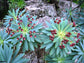 Euphorbia Atropurpurea - Tabaiba Roja - Rare Succulent - 3 Seeds