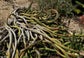Euphorbia Caput Medusae - 3 Seeds - The Medusa's Head - Unique Succulent - Very Rare - Fresh Seeds