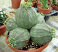Euphorbia Obesa - Baseball plant - Rare - Endangered Succulent - 3 Seeds
