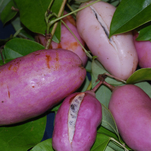 Holboellia Latifolia - Sausage Vine - Very Rare Fruit - 5 Seeds