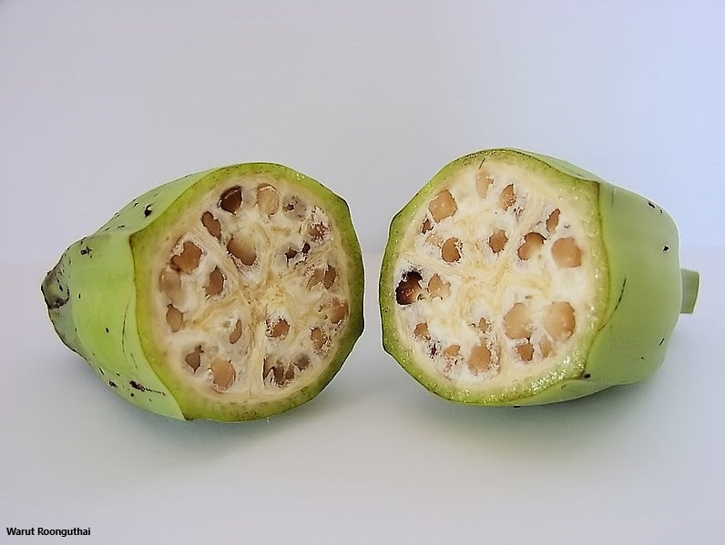 Musa Balbisiana - Sweet Wild Banana - Rare - 10 Seeds