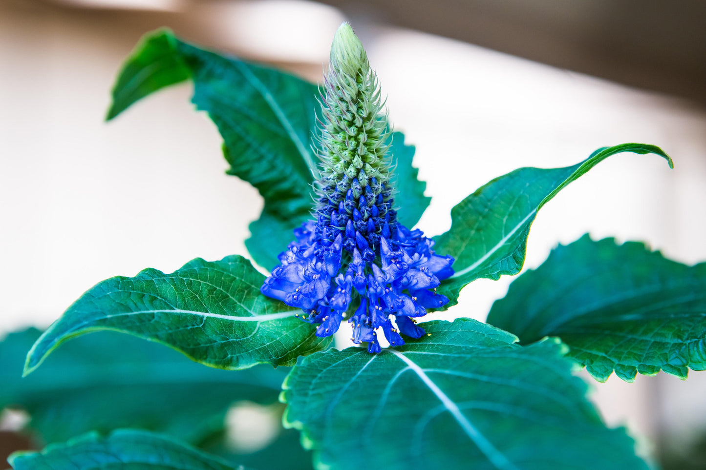 Pycnostachys Urticifolia - Witches Hat - Royal Dark Blue - 20 Seeds