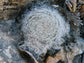 Mammillaria Lenta - 60 Seeds