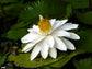 Nymphaea Pubescens - White Hairy Water Lily - Rare - 10 Seeds