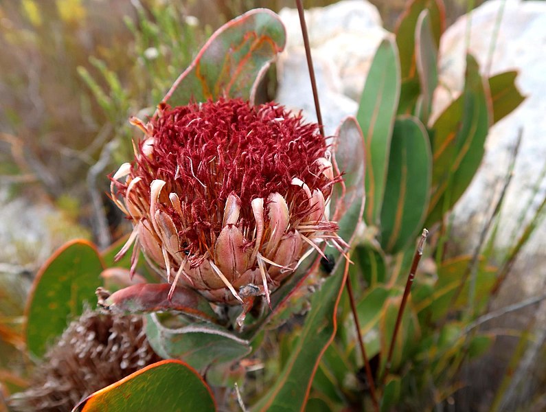 Protea Lorifolia - Strap Leaved SugarBush - Rare - 5 Seeds