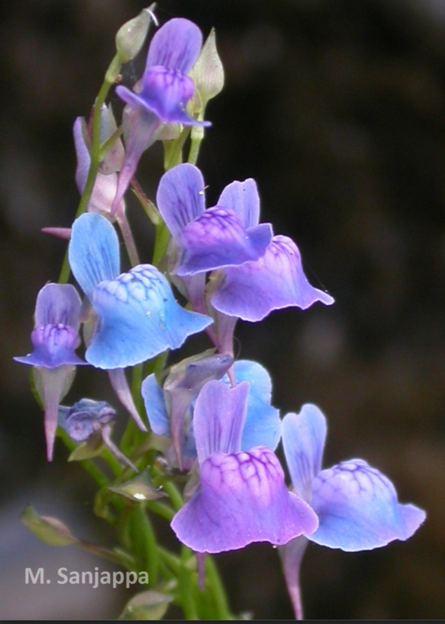 Utricularia Babui - Blue Dream - Extremely Rare Carnivorous Plant - Fresh Seeds - 5 Tiny Seeds