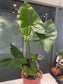 Alocasia Fornicata - House and Garden Plant - 10 Fresh Seeds - Hugh Leafs