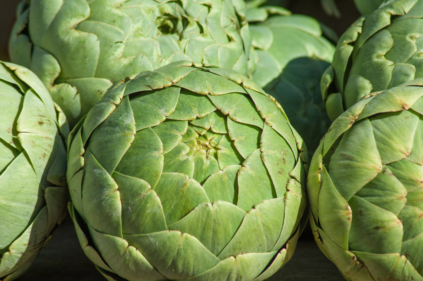 Artichoke Gros Vert De Laon - 15 Seeds - Heirloom French Globe Vegetable