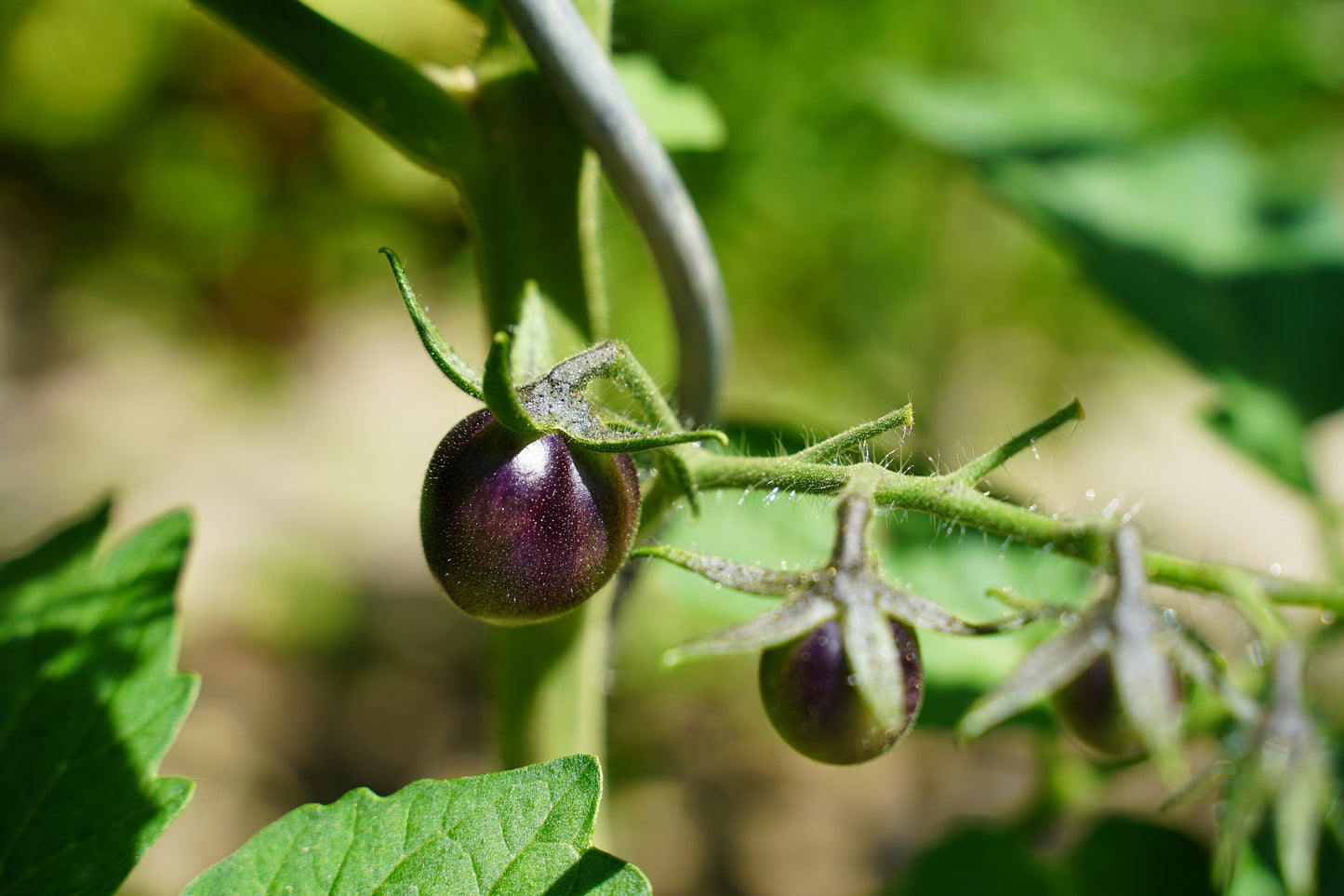Solanum lycopersicum - Blueberry Tomato - Blue Tom Wagner Variety - Rare - 10 Seeds - Open Pollinated