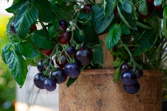 Solanum lycopersicum - Pomodoro mirtillo