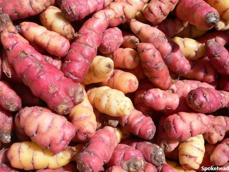 Chiquilla Pitiquiña - Peruvian Heirloom Potato - TPS True Potato Seeds - Very Rare - 10 Seeds