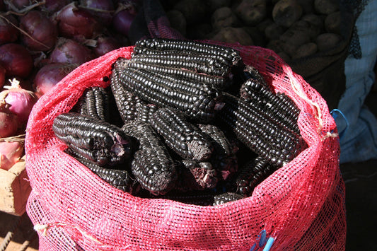 Maize Morado - Deep Purple Black - Ancient Peru Corn - High Antioxidants - 10 Seeds Rare