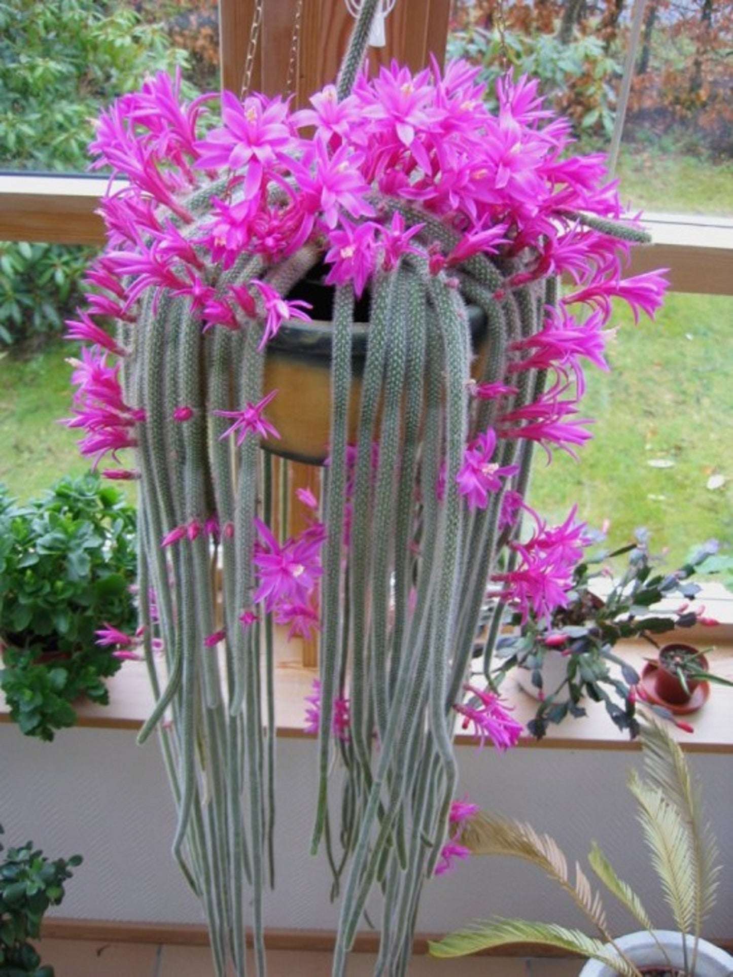 Aporocactus Flagelliformis ~ Disocactus Flagelliformis ~ Stunning Rat Tail Cactus ~ Pink Flowers ~ 5 Seeds ~